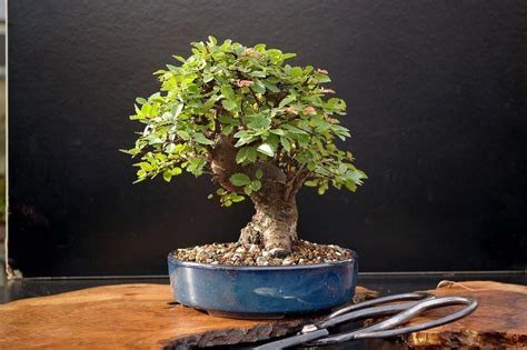  Living Bonsai: A Complete Guide - An Ode to Miniature Masterpieces and the Patience They Demand